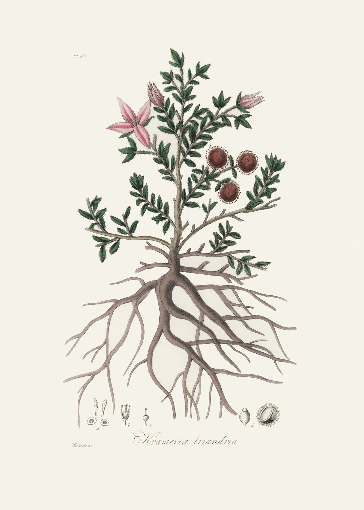 Rhatany (krameria Triandrea) Medical Botany Poster och Canvastavla