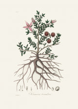 Rhatany (krameria Triandrea) Medical Botany Poster och Canvastavla