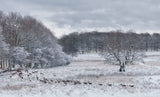 Winter Dream Poster och Canvastavla
