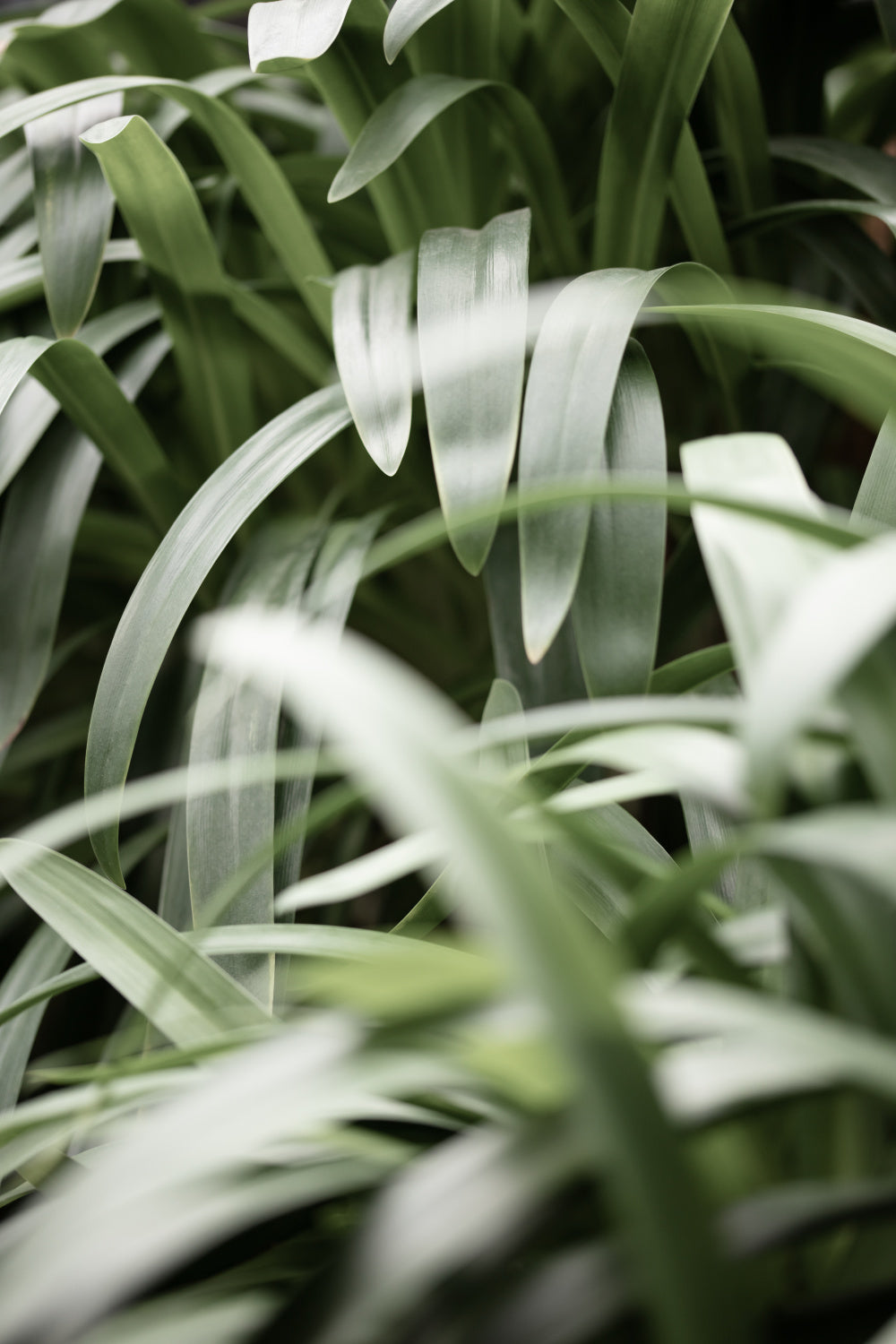 Green Leaves Poster och Canvastavla
