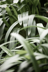 Green Leaves Poster och Canvastavla