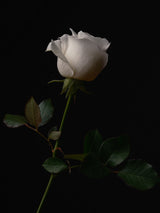white rose Poster och Canvastavla