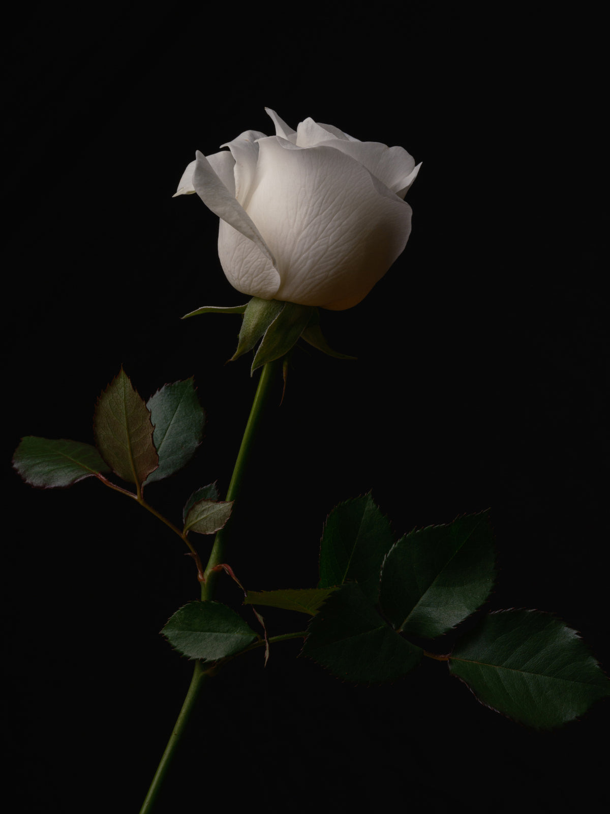 white rose Poster och Canvastavla