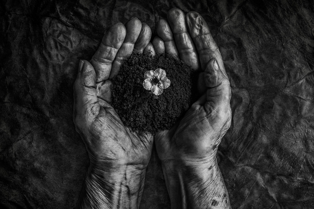 A new life Poster och Canvastavla