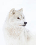 Portrait of an Arctic Wolf Poster och Canvastavla