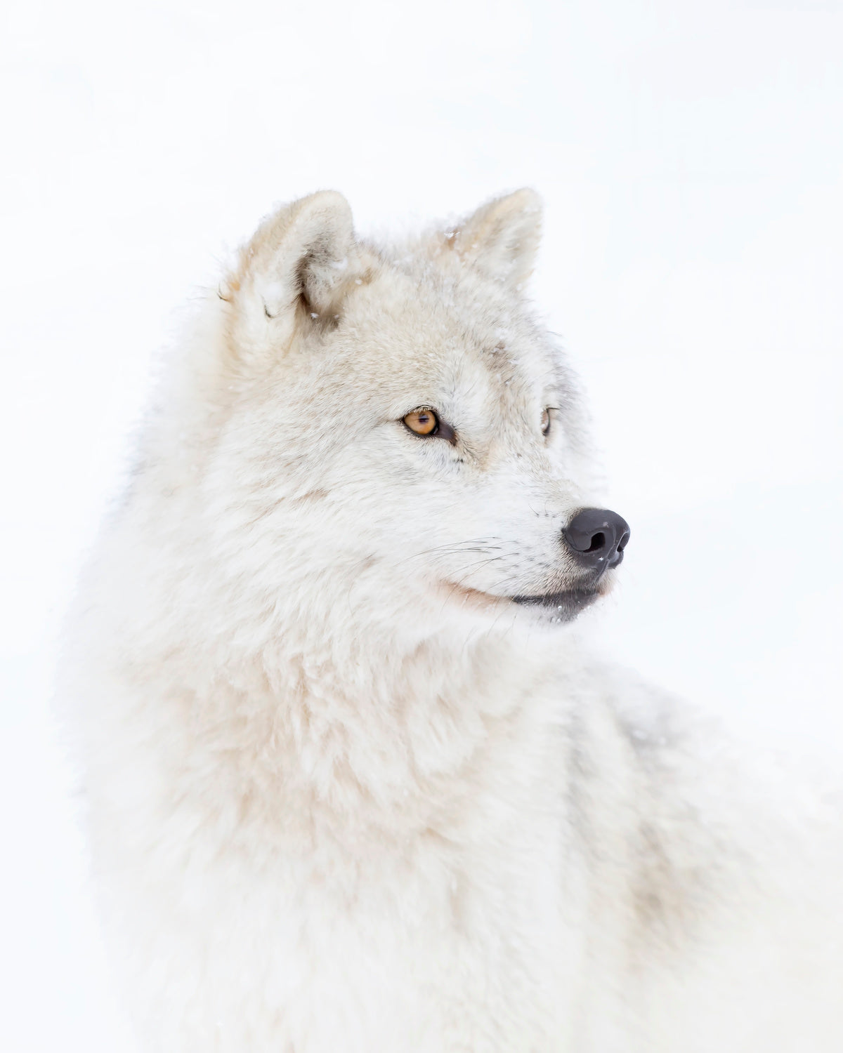 Portrait of an Arctic Wolf Poster och Canvastavla