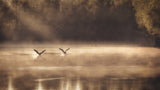 The Early Morning Ducks Poster och Canvastavla
