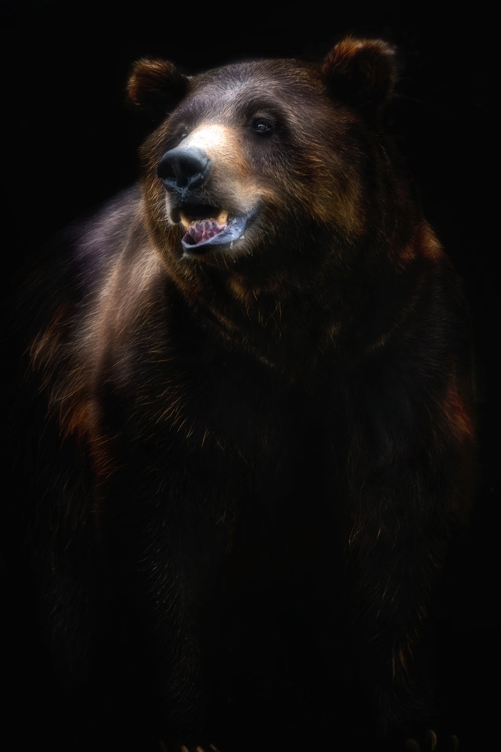 Brown bear portrait Poster och Canvastavla