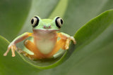 Lemur Tree Frog on a Leaf Poster och Canvastavla