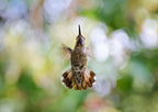Calypte anna - Hummingbird Poster och Canvastavla