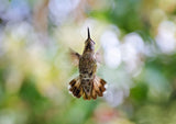 Calypte anna - Hummingbird Poster och Canvastavla