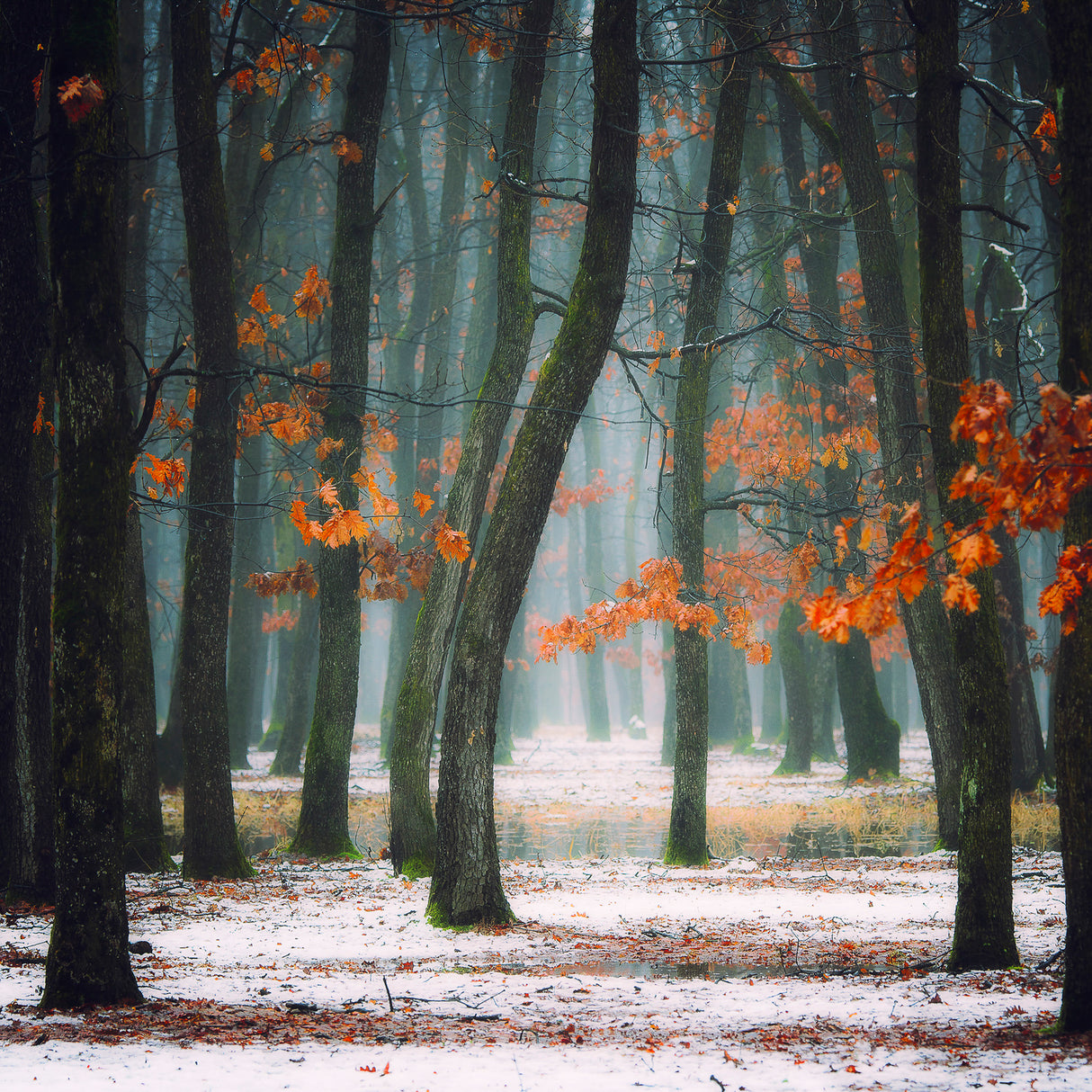 Autumn in my soul Poster och Canvastavla