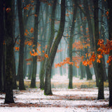Autumn in my soul Poster och Canvastavla