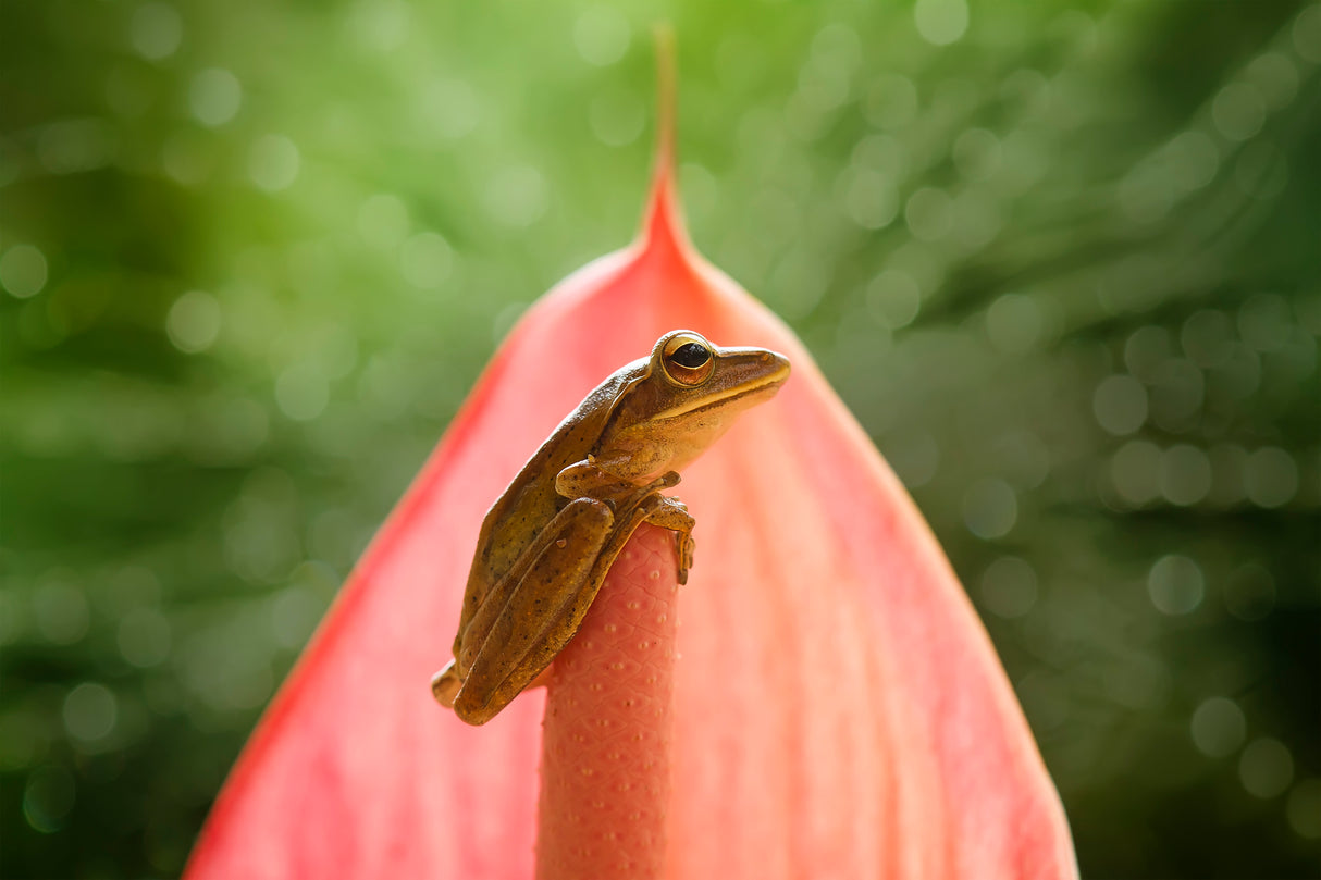 Frog on Pink Leaf Poster och Canvastavla