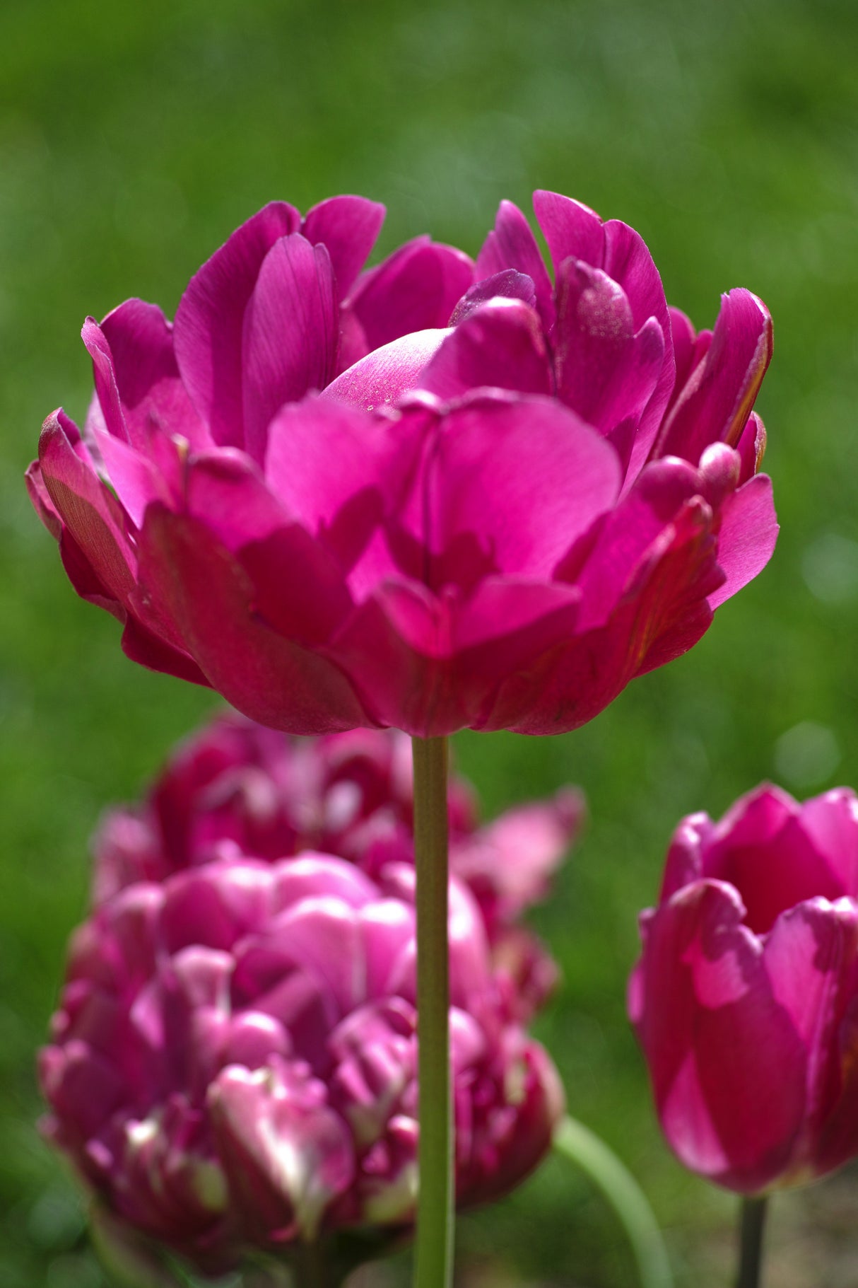 purple tulip Poster och Canvastavla