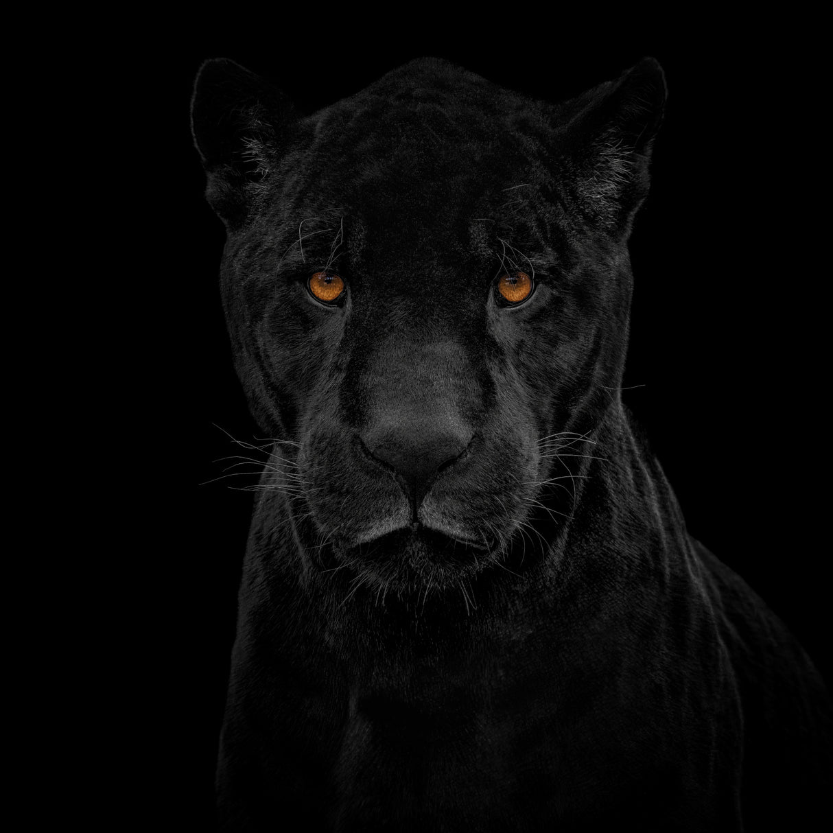 Black Panther Poster och Canvastavla