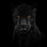 Black Panther Poster och Canvastavla