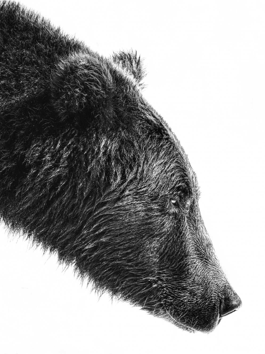 The Salmon Catcher Poster och Canvastavla