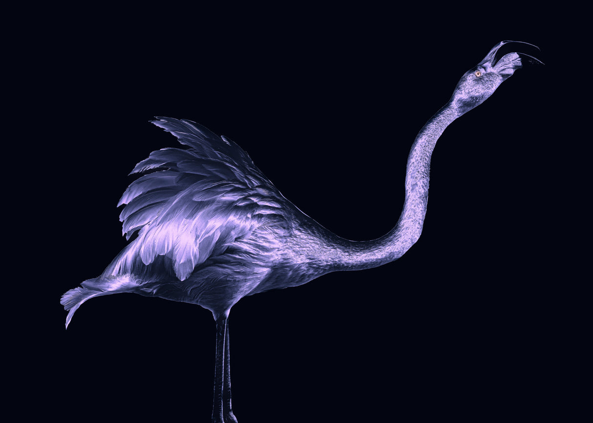 Silver Flamingo Poster och Canvastavla