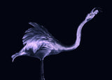 Silver Flamingo Poster och Canvastavla