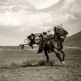Galloping Poster och Canvastavla