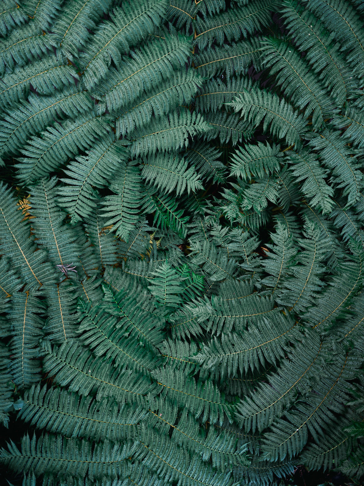 Green Leaves Poster och Canvastavla
