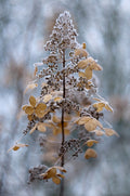 Winter Lace Poster och Canvastavla