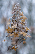 Winter Lace Poster och Canvastavla
