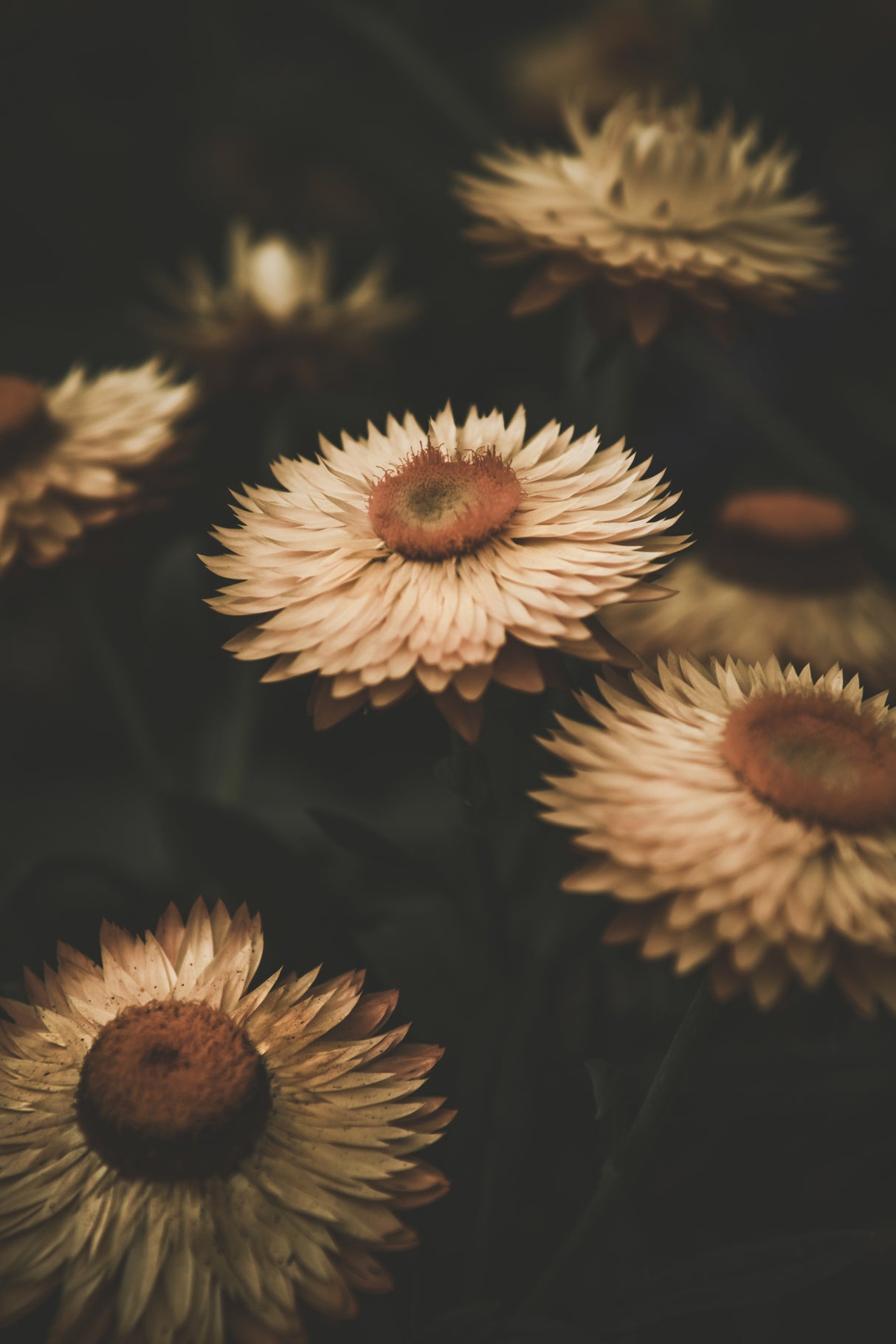Faded Flowers Poster och Canvastavla