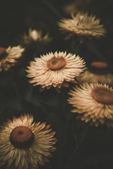 Faded Flowers Poster och Canvastavla