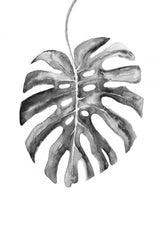 BW monstera leaf Poster och Canvastavla