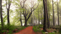 Follow the red path. Poster och Canvastavla