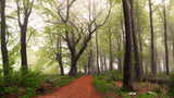 Follow the red path. Poster och Canvastavla