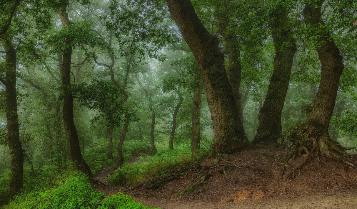 the path leading down the hill Poster och Canvastavla