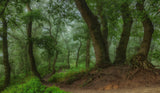 the path leading down the hill Poster och Canvastavla