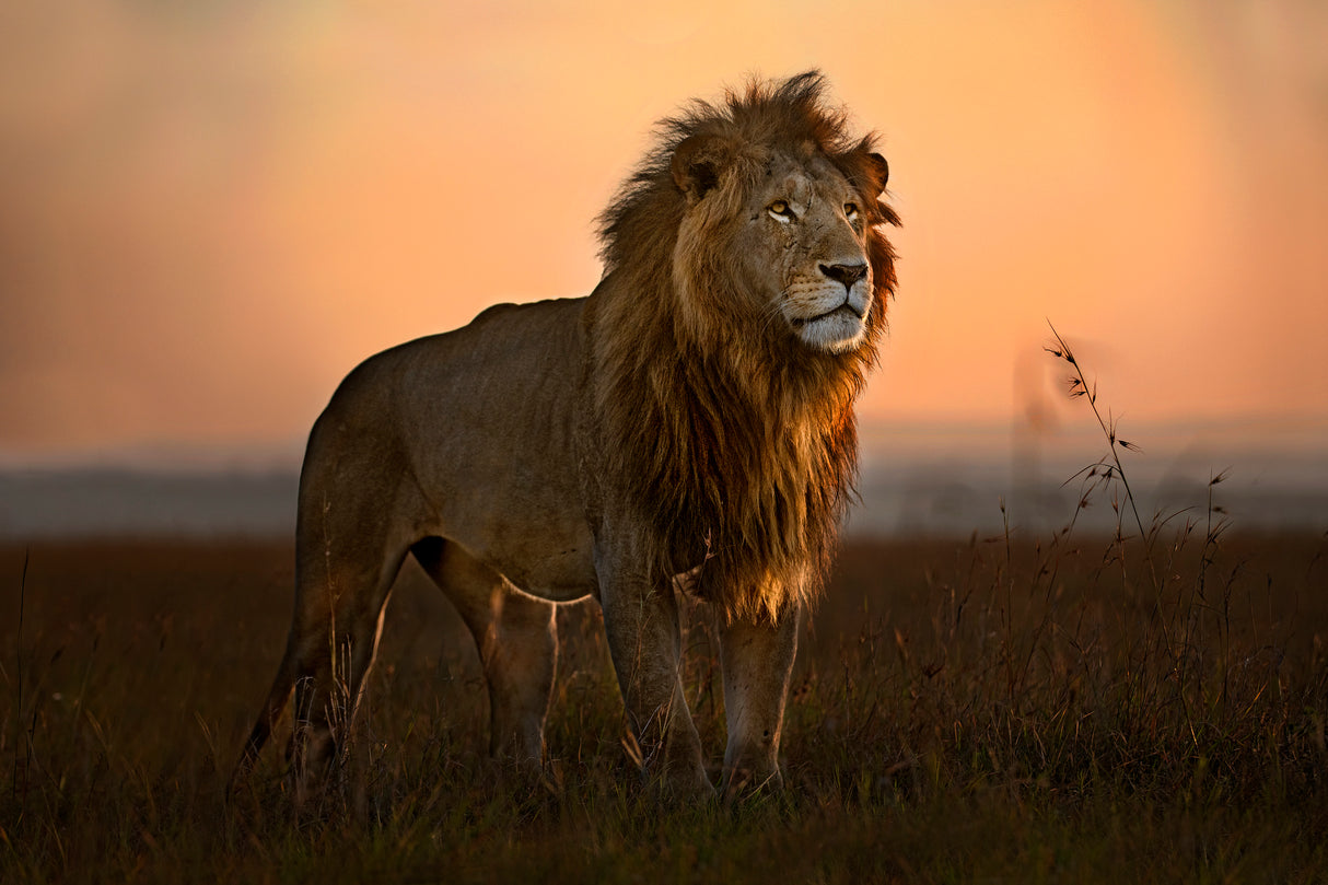 The King in the morning light Poster och Canvastavla