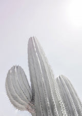 Saguaro Gk 09 Poster och Canvastavla