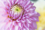 The Beauty of PINK Poster och Canvastavla