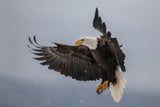 Eagle &amp; Snowflakes Poster och Canvastavla