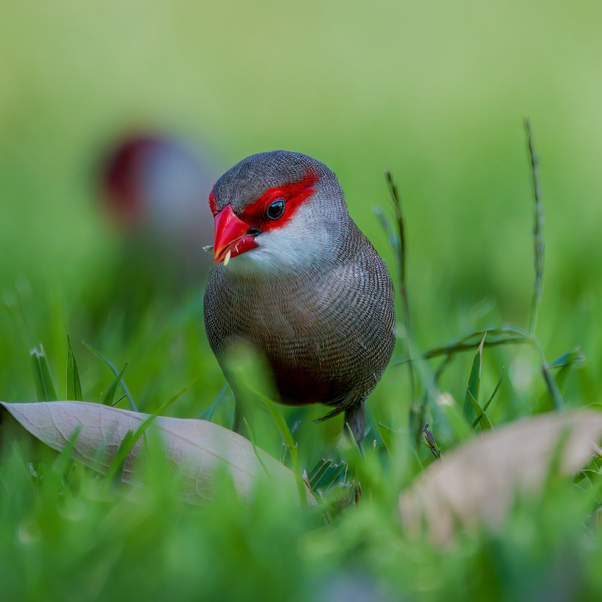 Common waxbill Poster och Canvastavla