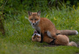 Red fox Poster och Canvastavla