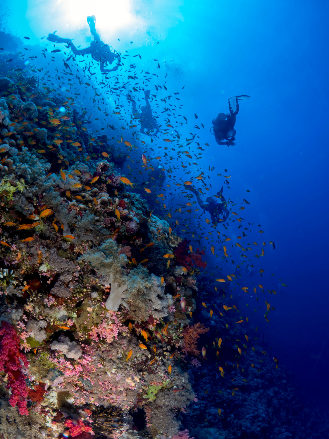 Back from the dive Poster och Canvastavla