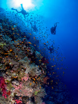 Back from the dive Poster och Canvastavla