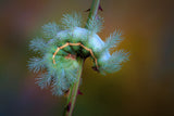 Stinging caterpillar Poster och Canvastavla