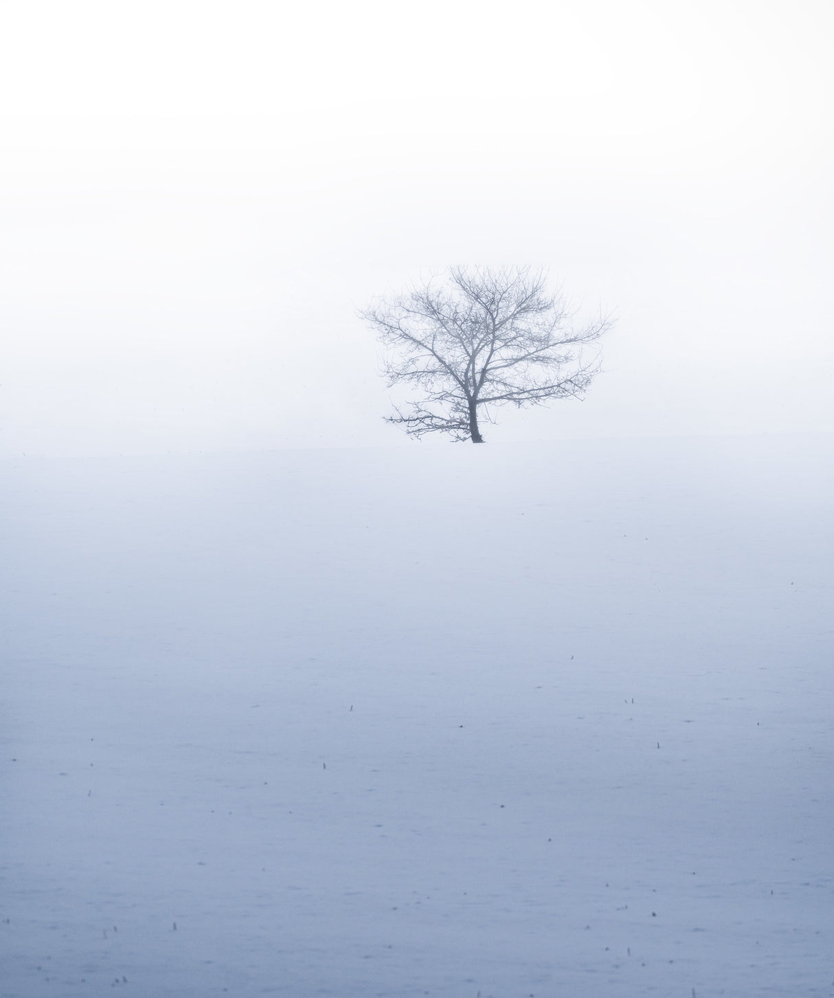 Small tree on hil during misty weather with snowfall Poster och Canvastavla