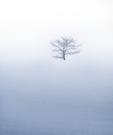 Small tree on hil during misty weather with snowfall Poster och Canvastavla
