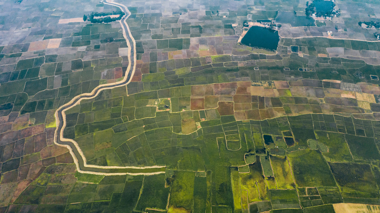 Paddy fields in Bangladesh Poster och Canvastavla