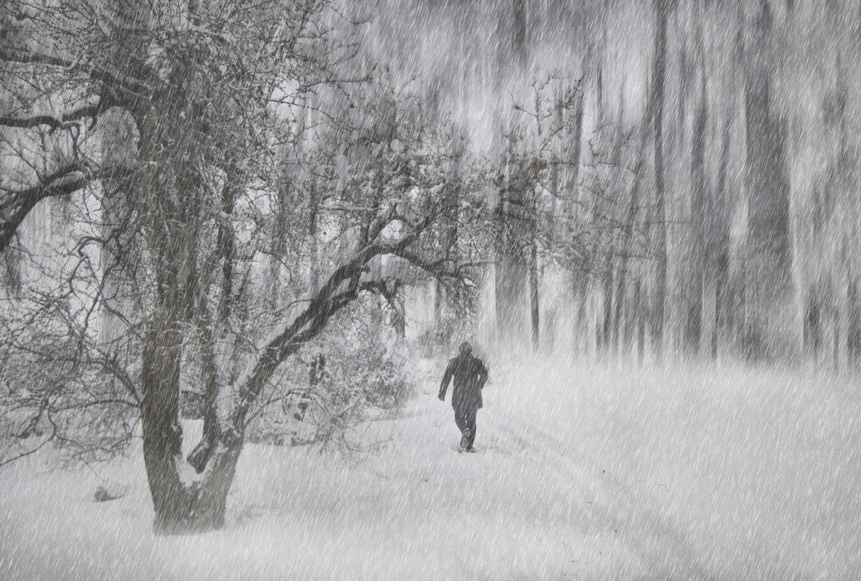 the winter Poster och Canvastavla