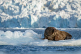 Svalbard .. Mr Walrus on ice throne.. Poster och Canvastavla