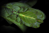 Walking leaf Poster och Canvastavla